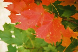 Fall leaves, orange