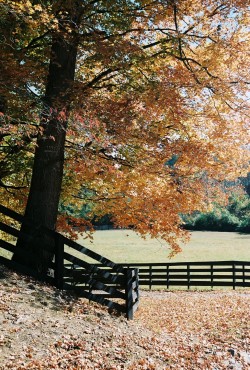 Fall, fenceline