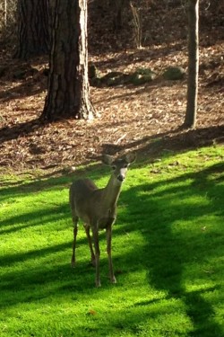 Blog Deer in Backyard